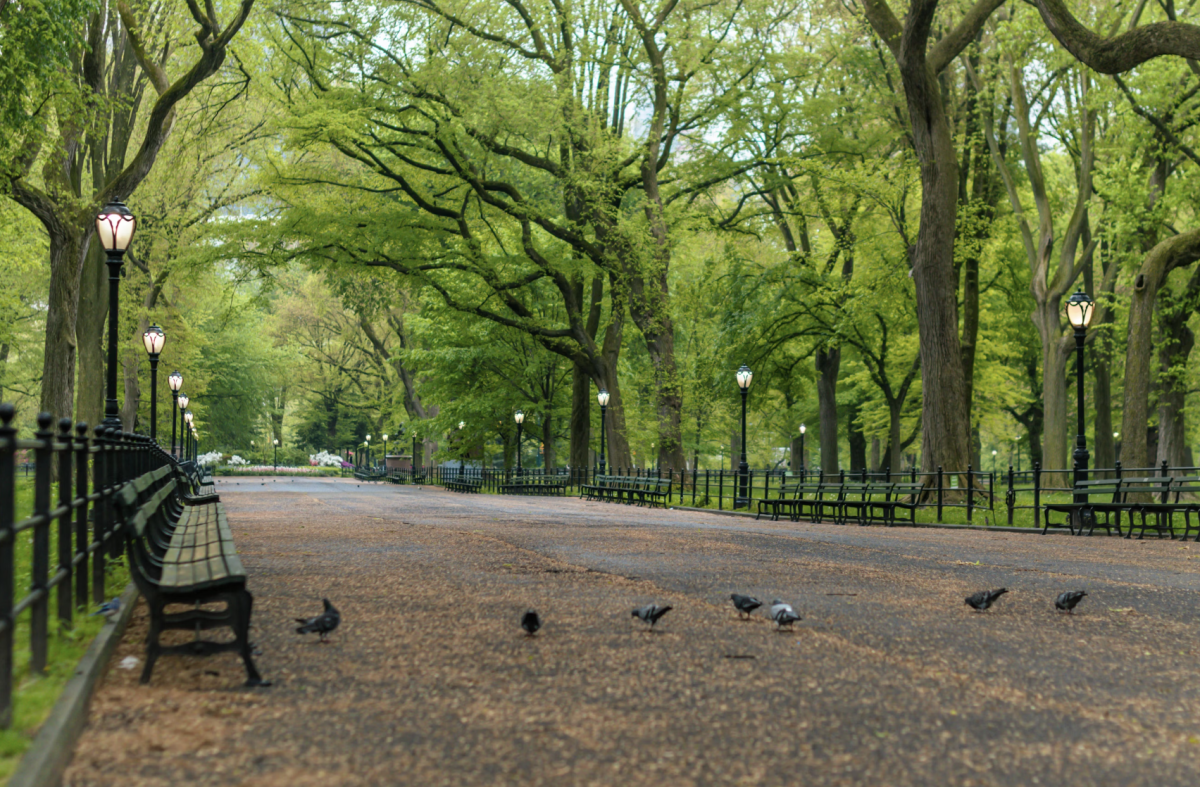 Central Park: a Park or a Crime Scene?