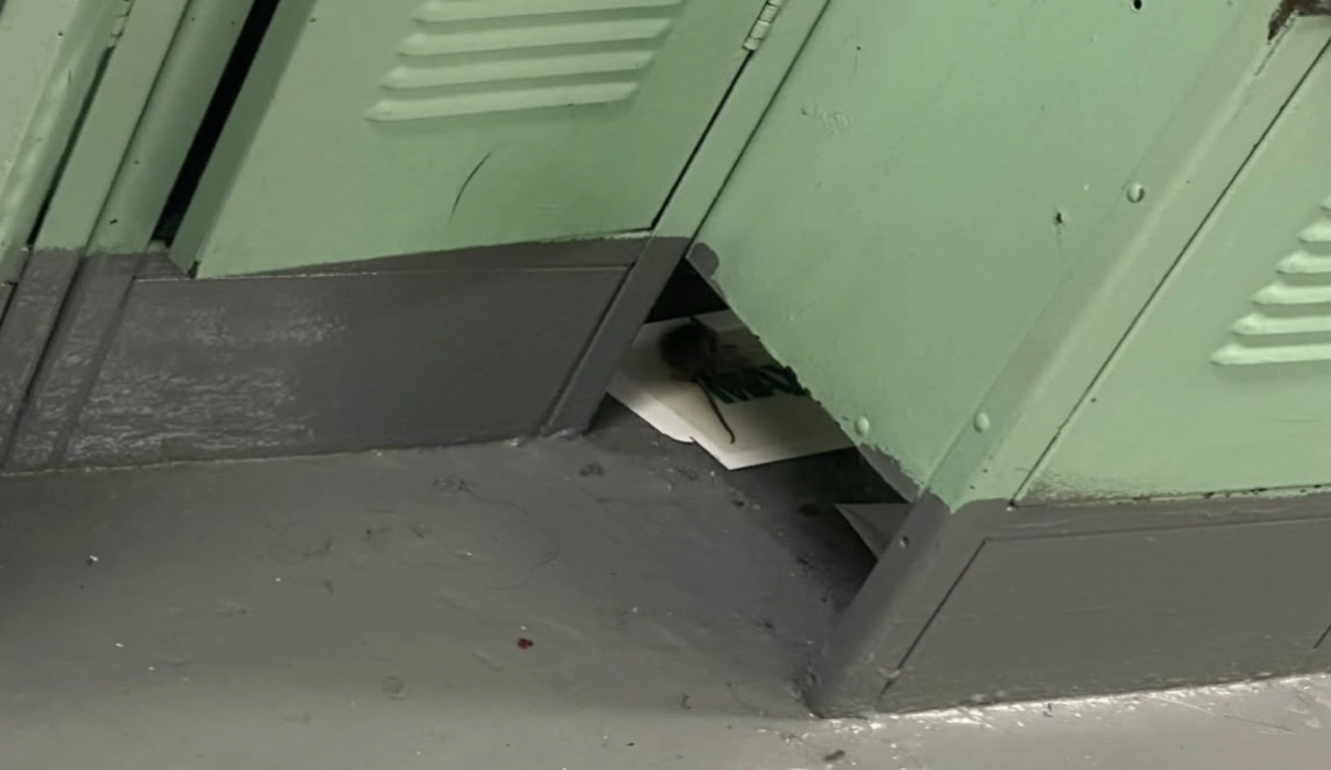 Many report seeing rats and roaches in the locker rooms for gym classes. Photo via @dozolaughs on Instagram. 